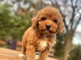 Red Poodle Aşili Bebeği̇mi̇z
