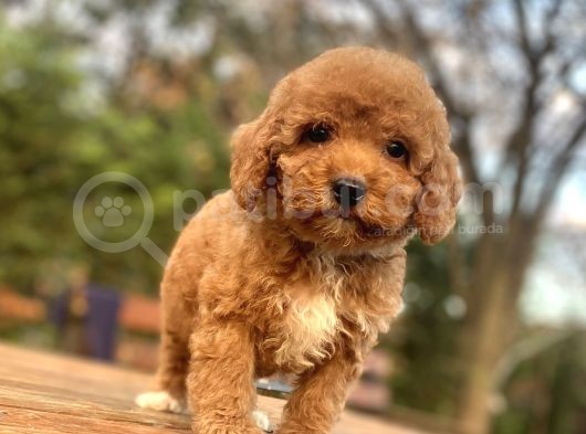 Red Poodle Aşili Bebeği̇mi̇z görsel