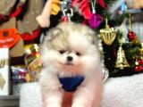 Safkan Pomeranian Boo Yavrular