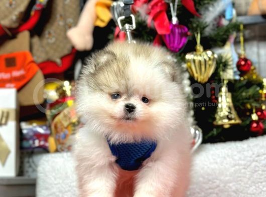 Safkan Pomeranian Boo Yavrular görsel