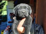 Dev Anne Baba Dan İtalyan Yavrular Cane Corso