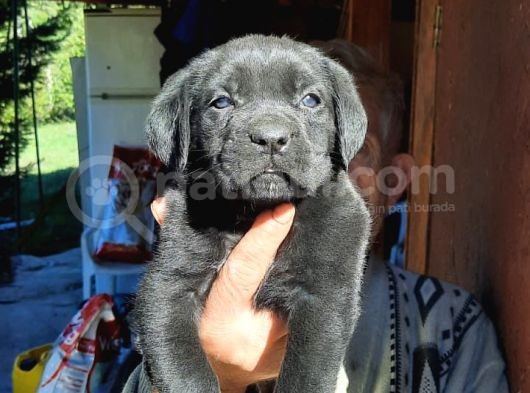 Dev Anne Baba Dan İtalyan Yavrular Cane Corso görsel