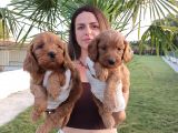 Cockapoo Bebeklerimiz