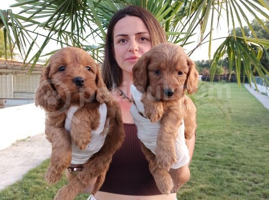 Cockapoo Bebeklerimiz