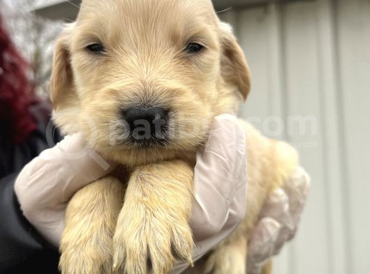 Küt Burun Baby Face Mükemmel Golden Yavrularımız görsel