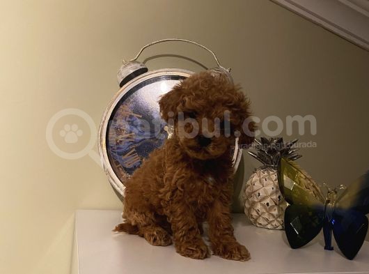 Irk Ve Sağlık Garantili Poodle Bebekler