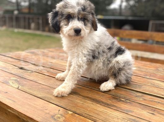 Türki̇yede Tek Aui̇ssedoodle Bebekler görsel