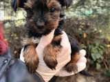 Mini Boy Yorkshire Bebekler