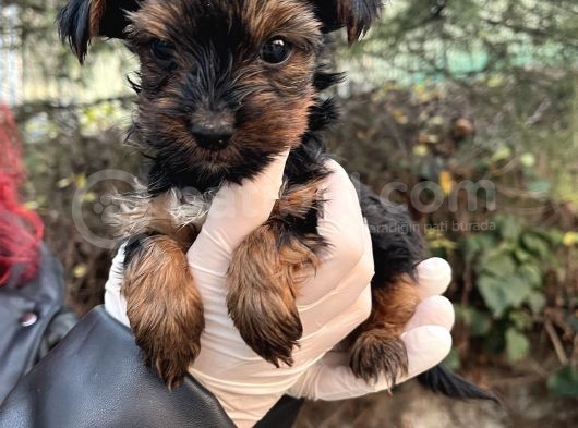 Mini Boy Yorkshire Bebekler görsel