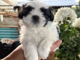 Mükemmel Kalitede Mini Boy Şitsu Bebekler