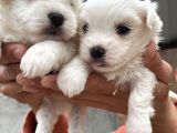 Kar Beyaz Mini Boy Maltese Bebeklerim