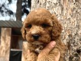 Mükemmel Maltipoo Bebeklerimiz