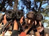 Çikolata Siyah Şampanya Labrador Yavrularımız