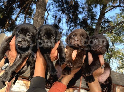 Çikolata Siyah Şampanya Labrador Yavrularımız görsel
