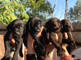 Çikolata Siyah Şampanya Labrador Yavrularımız