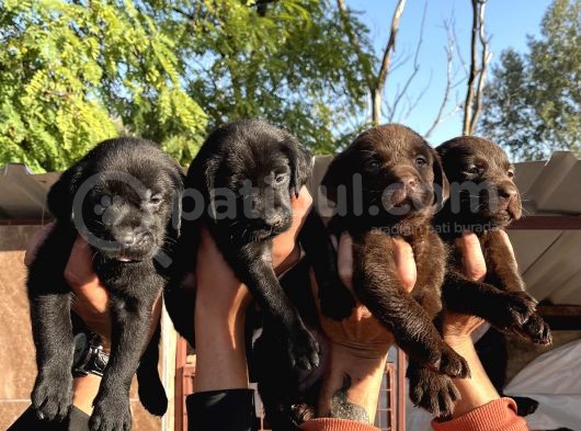 Çikolata Siyah Şampanya Labrador Yavrularımız görsel
