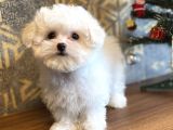 Korean Teacup Orji̇nal Maltese Bebeği̇mi̇z