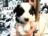 Mükemmel Kalite Renkli Gözlü Border Collie Yavrularımız