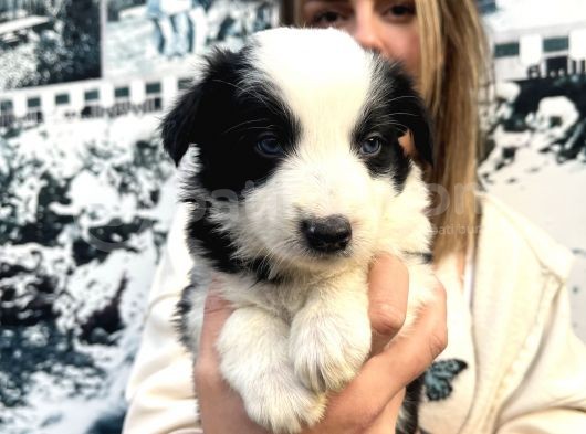 Mükemmel Kalite Renkli Gözlü Border Collie Yavrularımız