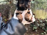 Mini Boy Yorkshire Bebekler