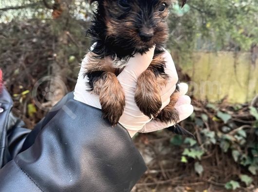 Mini Boy Yorkshire Bebekler görsel