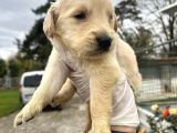 Küt Burun Baby Face Mükemmel Golden Yavrularımız