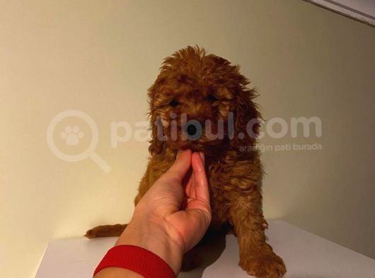 Irk Ve Sağlık Garantili Poodle Bebekler görsel