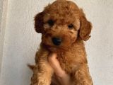 Irk Ve Sağlık Garantili Poodle Bebekler