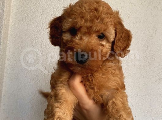Irk Ve Sağlık Garantili Poodle Bebekler görsel