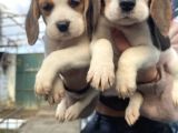 Elizabeth Beagle Dişi Yavrularımız