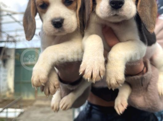 Elizabeth Beagle Dişi Yavrularımız görsel
