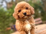 Red Poodle Aşili Bebeği̇mi̇z