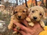 Mükemmel Poodle Yavrularımız