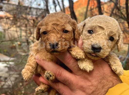Mükemmel Poodle Yavrularımız görsel