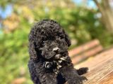 Özel Renk Si̇yah Poodle Bebeği̇mi̇z