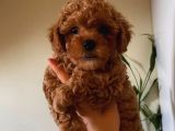 Peluş Oyuncak Gibi Toypoodle Bebekler