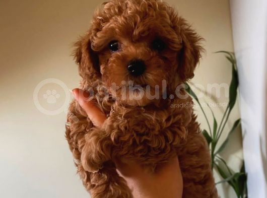 Peluş Oyuncak Gibi Toypoodle Bebekler görsel