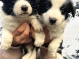 Mükemmel Kalite Renkli Gözlü Border Collie Yavrularımız