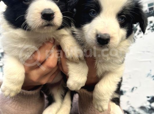 Mükemmel Kalite Renkli Gözlü Border Collie Yavrularımız görsel