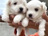 Kar Beyaz Mini Boy Maltese Bebeklerim
