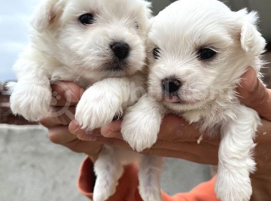 Kar Beyaz Mini Boy Maltese Bebeklerim görsel