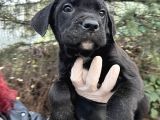 Mini Boy Yorkshire Bebekler