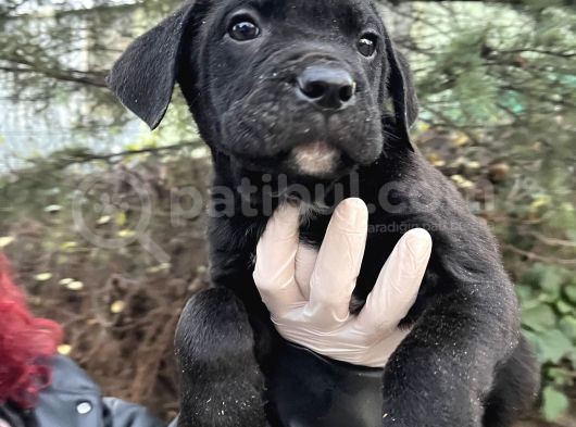 Mini Boy Yorkshire Bebekler görsel