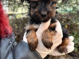 Mini Boy Yorkshire Bebekler
