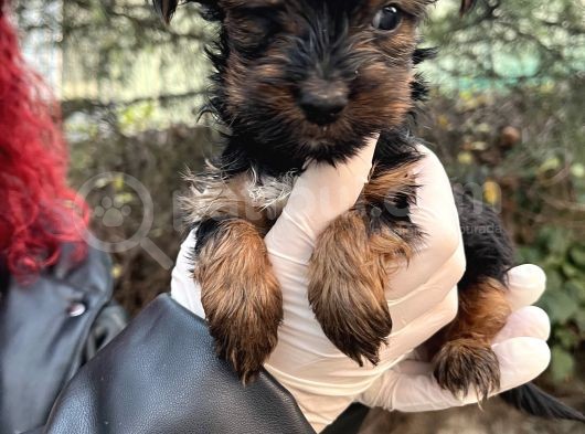 Mini Boy Yorkshire Bebekler görsel