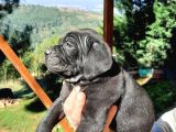 Dev Anne Baba Dan İtalyan Yavrular Cane Corso