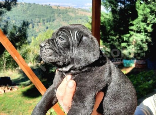 Dev Anne Baba Dan İtalyan Yavrular Cane Corso görsel