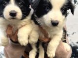 Mükemmel Kalite Renkli Gözlü Border Collie Yavrularımız