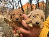 Mükemmel Poodle Yavrularımız