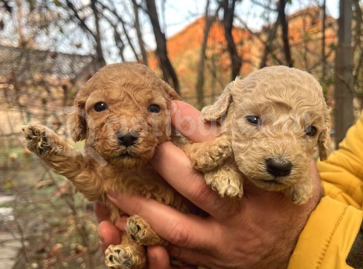 Mükemmel Poodle Yavrularımız görsel
